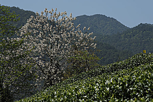 xô sô miên băc