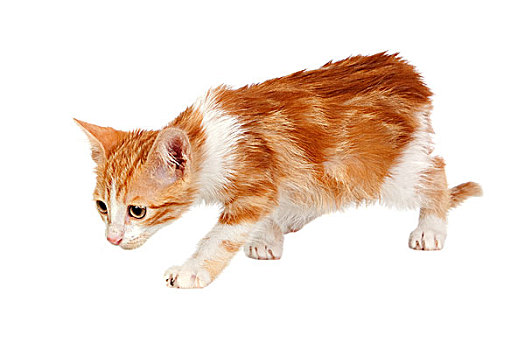 cầu số miền bắc