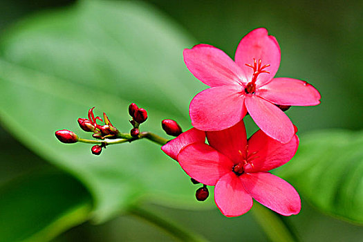 soi cầu lô đề 888