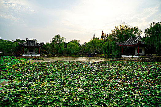 rong bạch kim 888