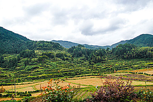 soi cau mien phi